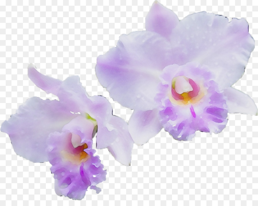 Orchidée Rose，Fleurir PNG