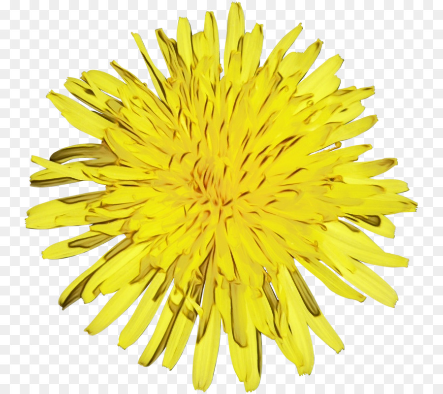 Fleur Jaune，Fleurir PNG