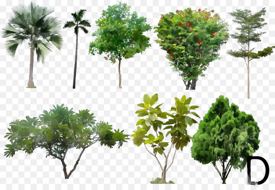 Divers Arbres，Plantes PNG