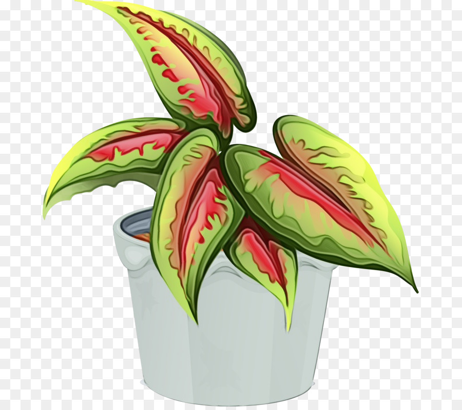 Plante Verte Et Rouge，Feuilles PNG