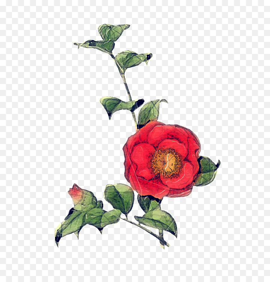 Les Roses De Jardin，Chou Rose PNG