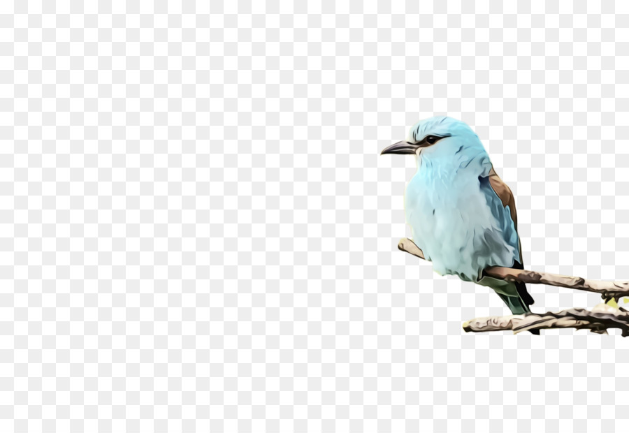 Oiseau Bleu，Bifurquer PNG