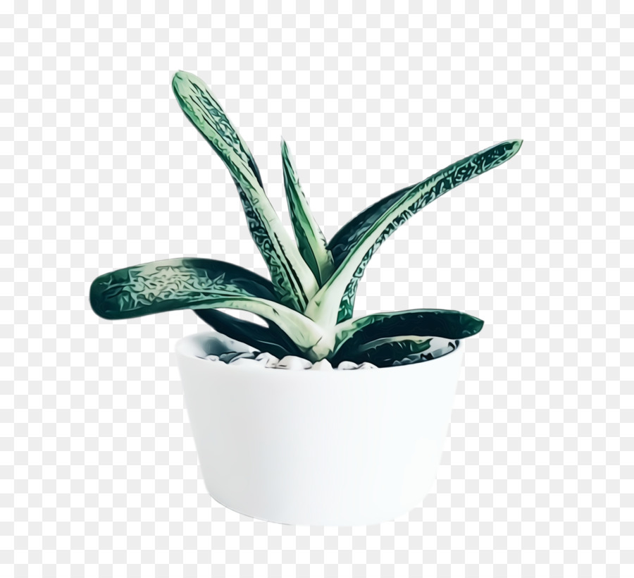 Plante Serpent，Pot PNG