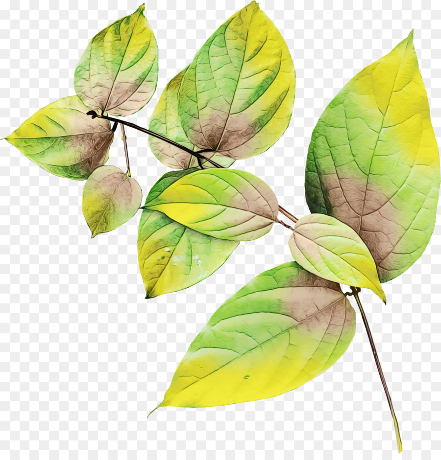 Feuille，Tige De La Plante PNG