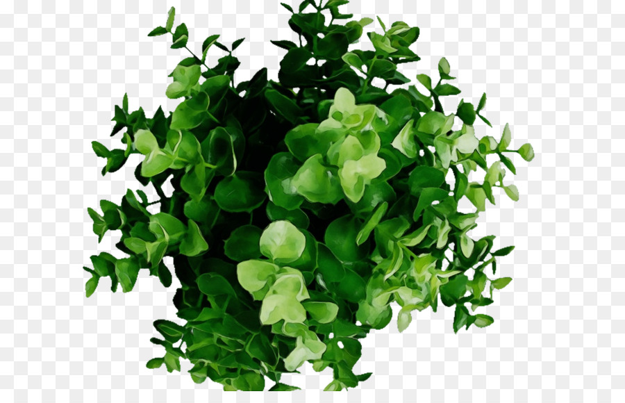 Plante Verte，Feuilles PNG