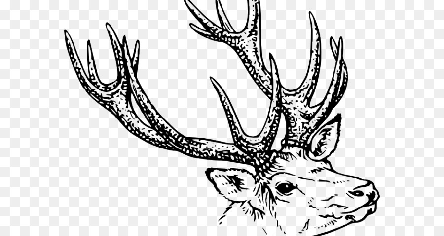 Tête De Cerf，Bois PNG