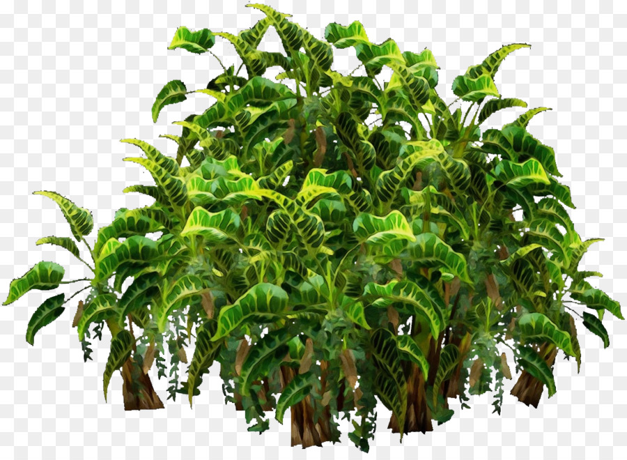 Plants De Bananiers，Vert PNG