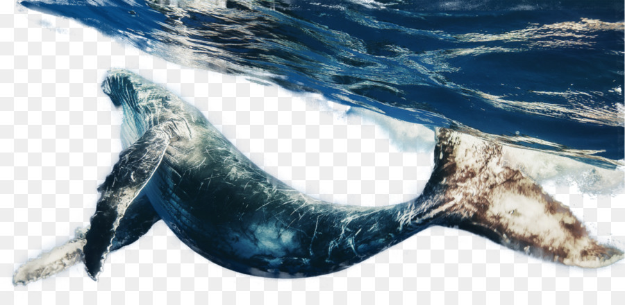 Baleines，Baleine Bleue PNG