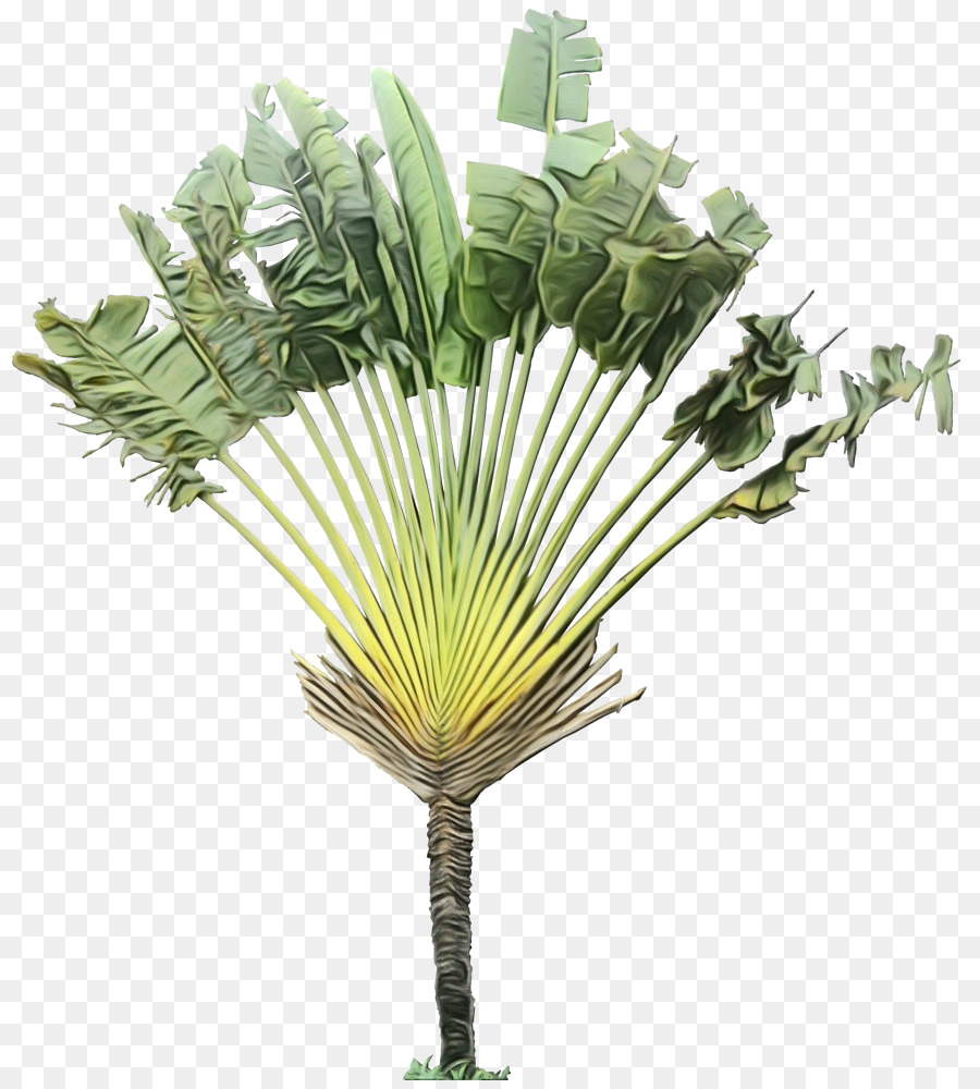 Les Palmiers，Arbuste PNG