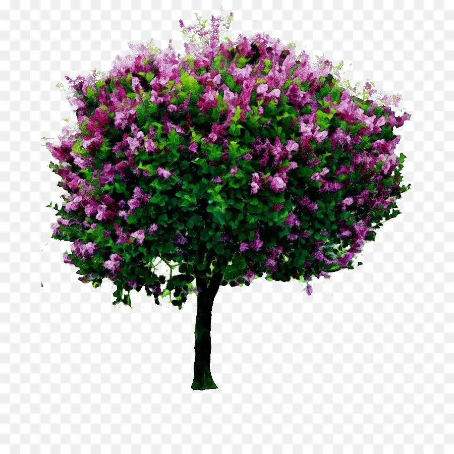 Arbre à Fleurs Violettes，Feuilles Vertes PNG