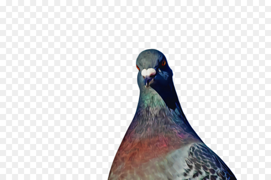 Les Pigeons Et Les Colombes，Bec PNG