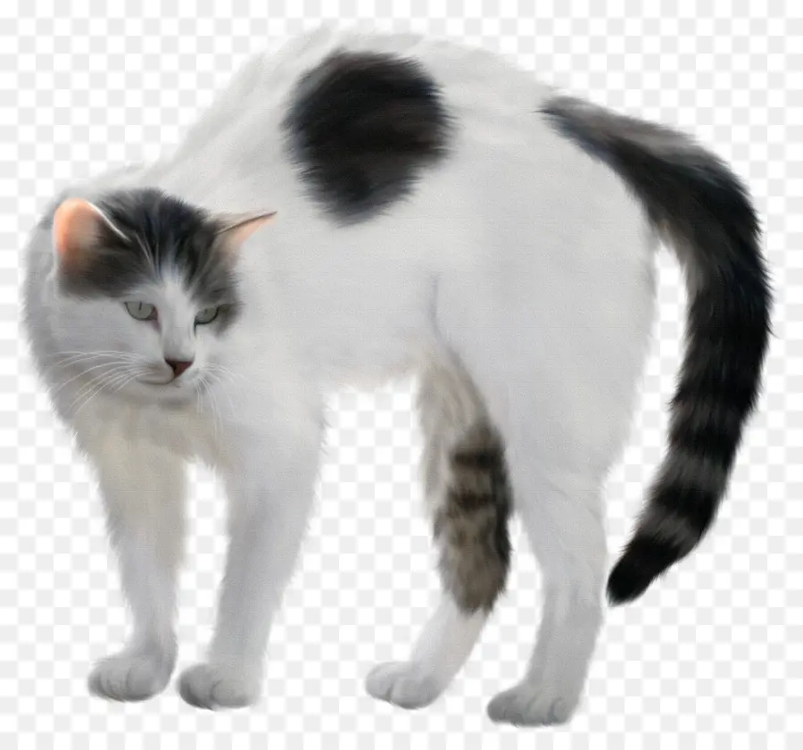 Chat Noir Et Blanc，Animal De Compagnie PNG