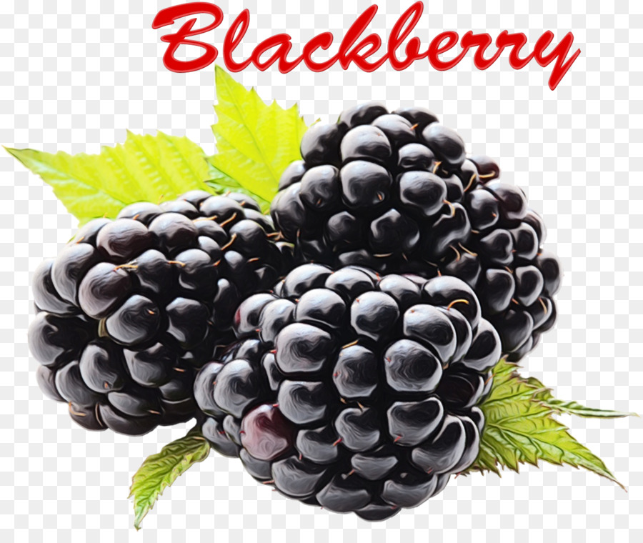 Blackberry，Framboise PNG