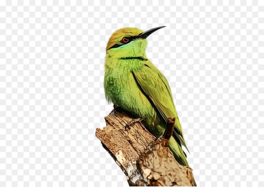 Colibri，Jasamars PNG
