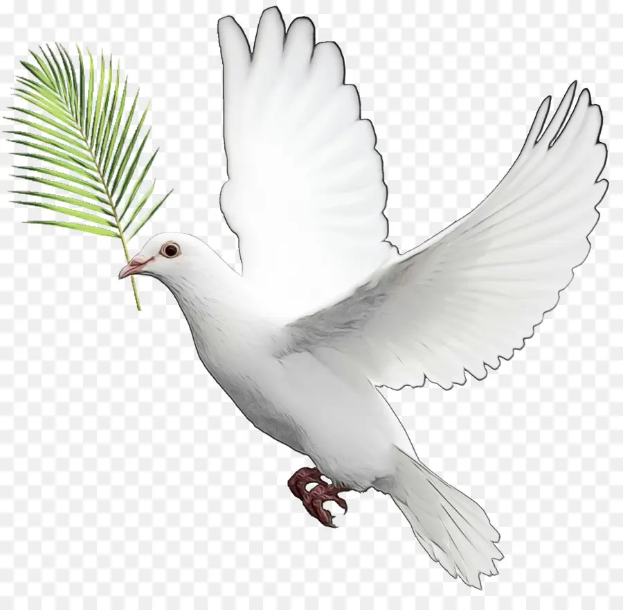 Les Pigeons Et Les Colombes，Pigeon Voyageur PNG