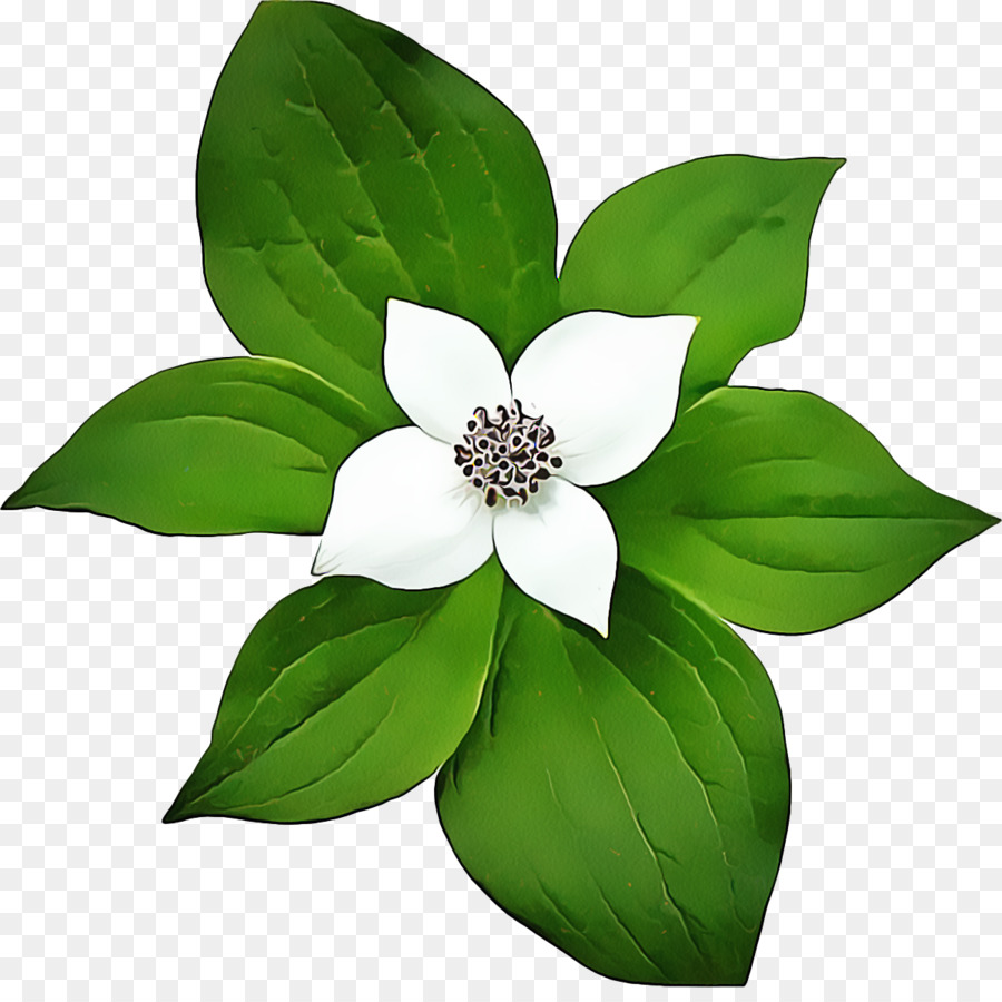 Vert，Fleur PNG
