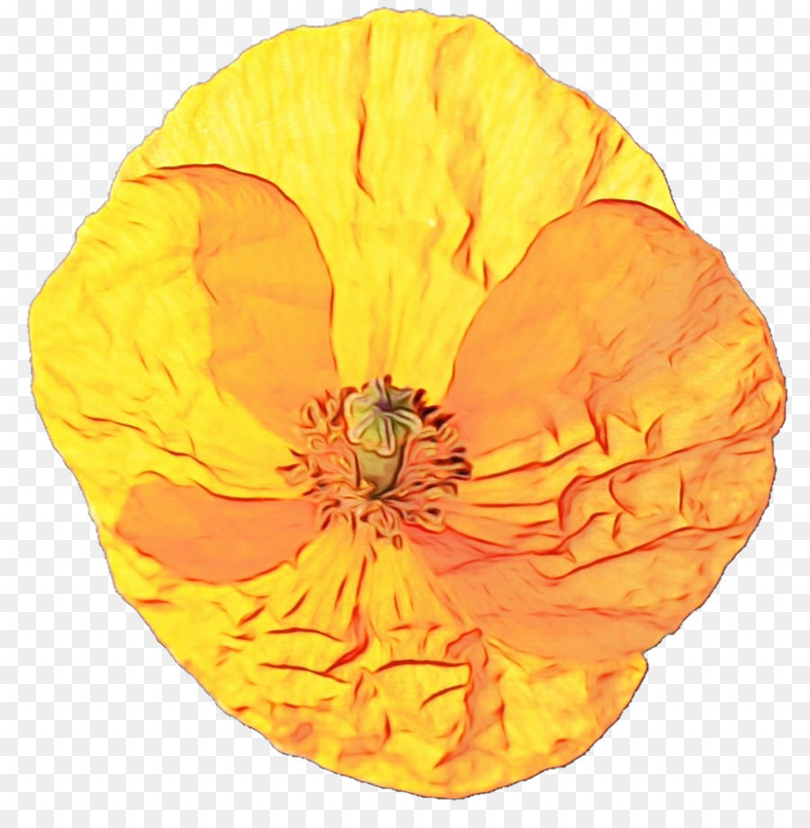 Orange，Jaune PNG