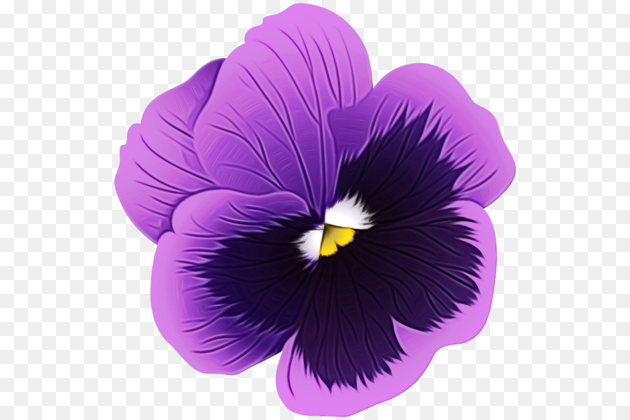 Fleur Violette，Fleurir PNG