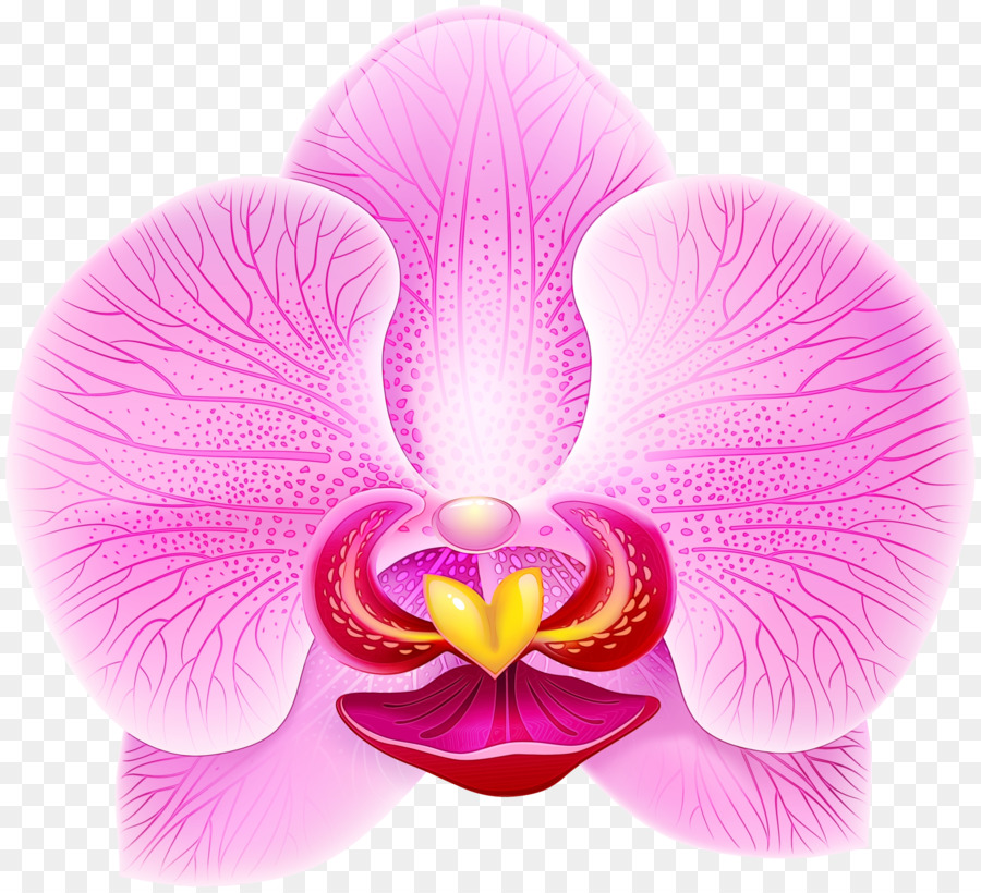 Orchidée，Rose PNG