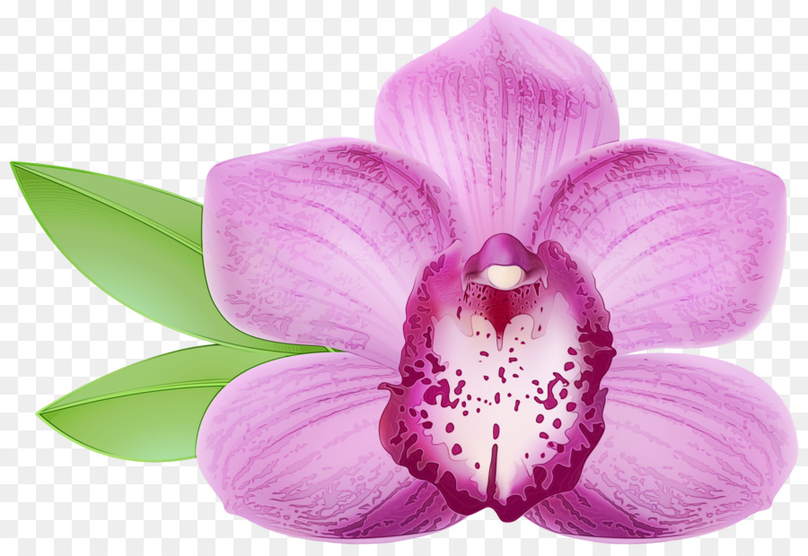 Fleurs D'orchidées Violettes，Orchidée PNG