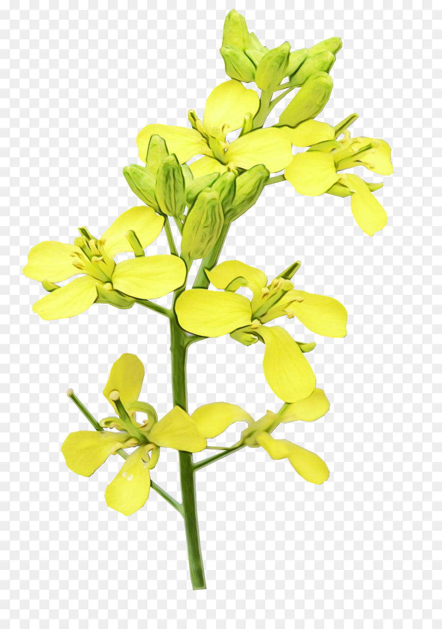 Fleur，Plante PNG