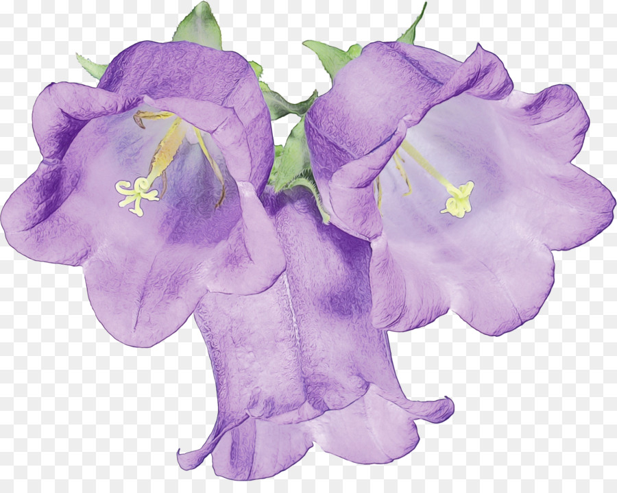 Violet，Fleur PNG