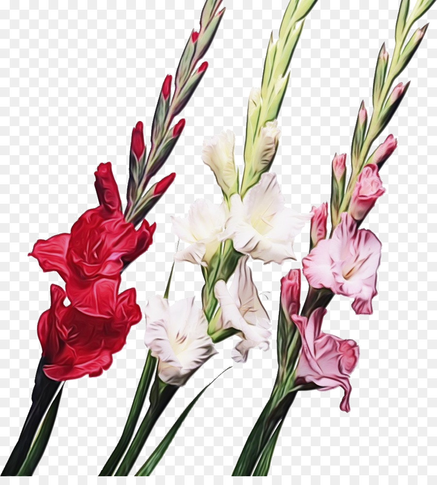 Fleur，La Floraison De La Plante PNG