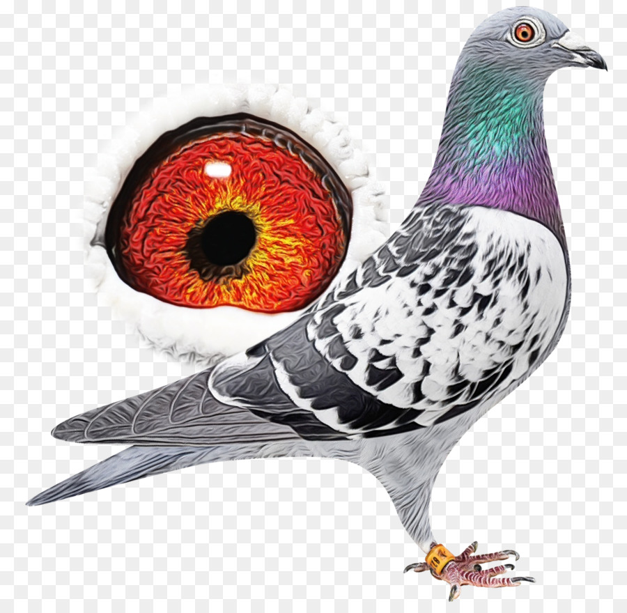 Pigeon，Oiseau PNG