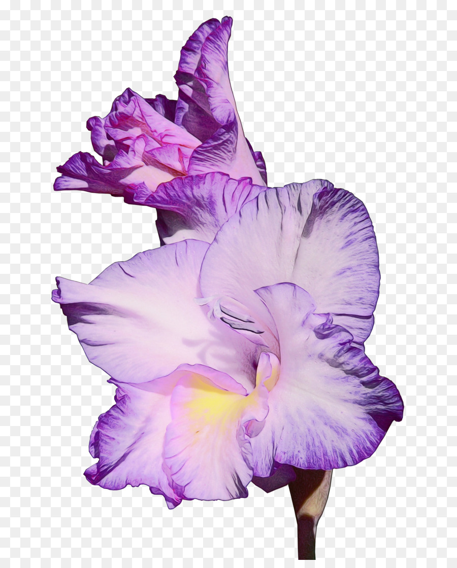 La Floraison De La Plante，Fleur PNG