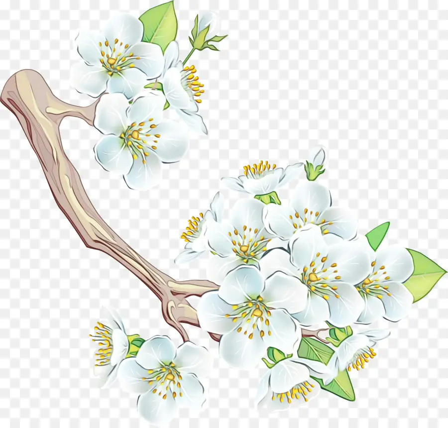 Blanc，Fleur PNG