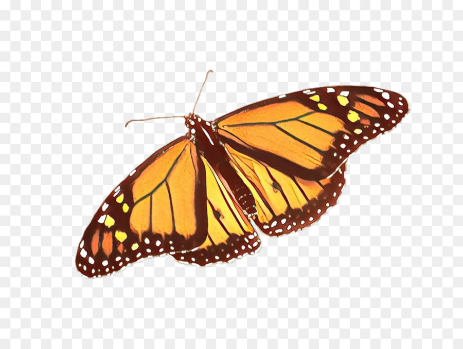 Papillon Monarque，Orange PNG