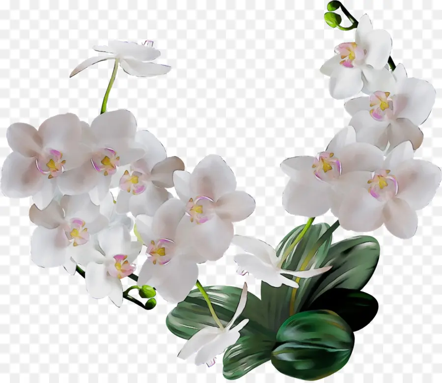 Orchidées Blanches，Fleurir PNG