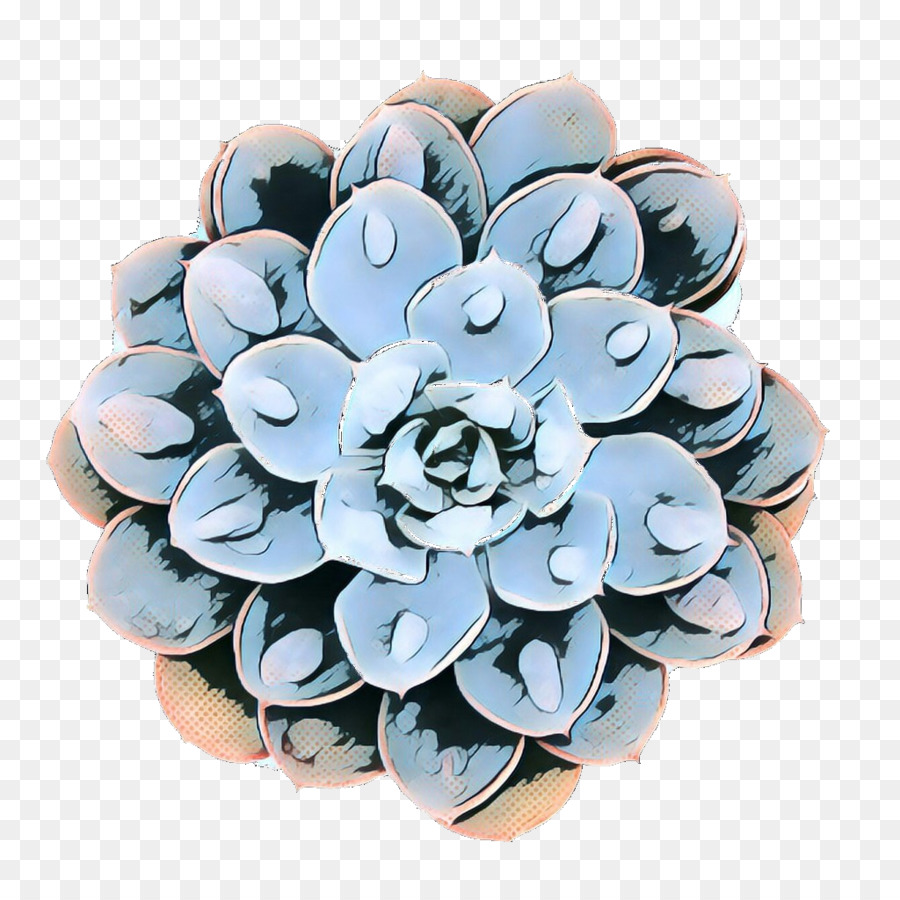 Bleu，Echeveria PNG