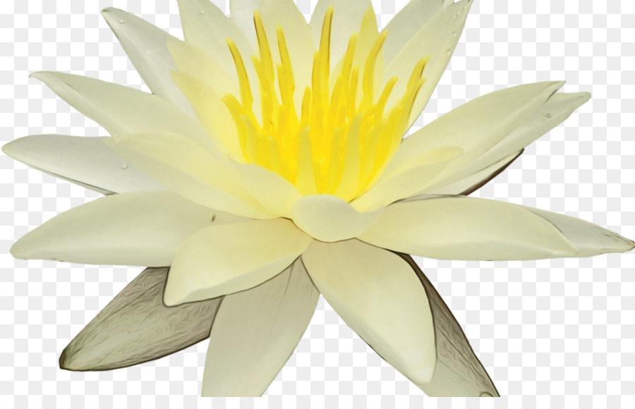 Fleur Blanche，Fleurir PNG