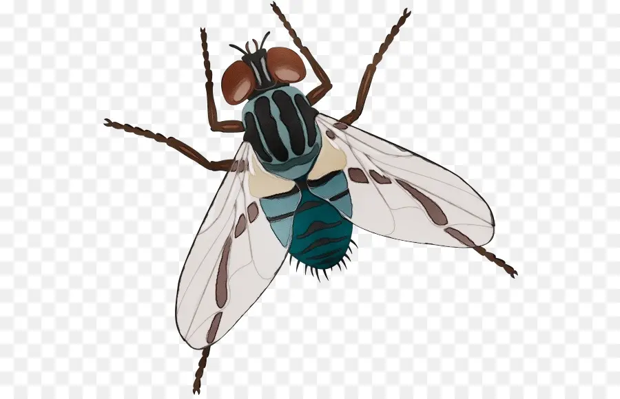 Insecte，Mouche Domestique PNG