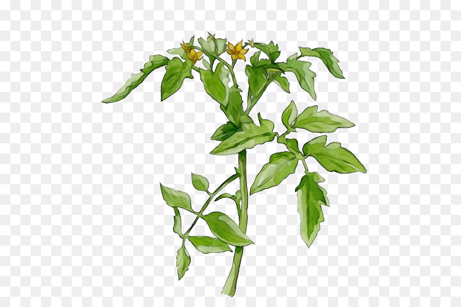 Fleur，La Floraison De La Plante PNG