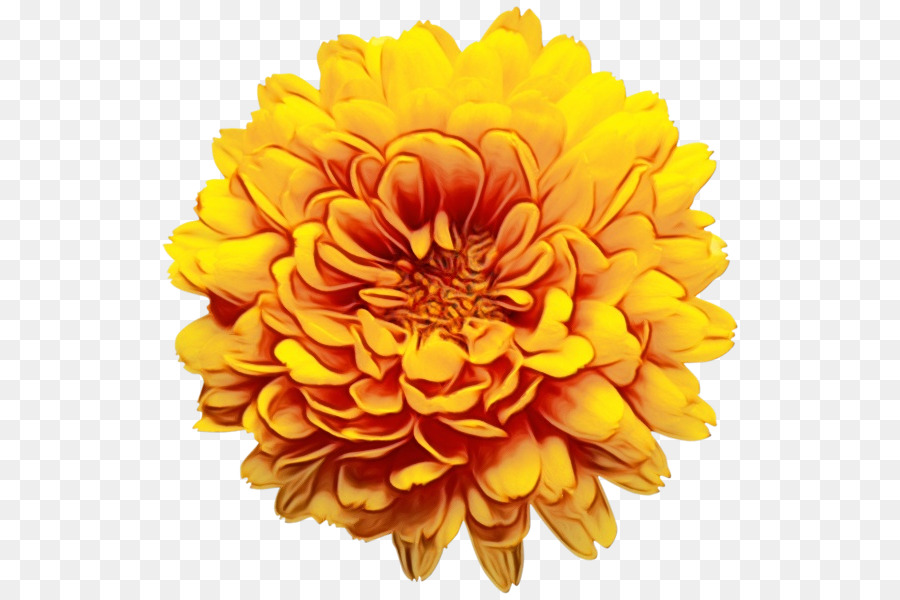 Fleur Jaune，Fleurir PNG