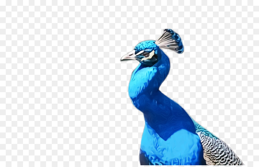 Bleu，Paon PNG