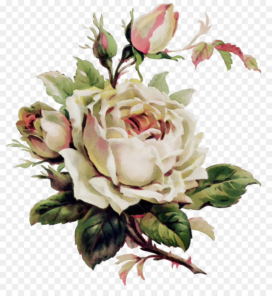 Rose Blanche，Fleurir PNG