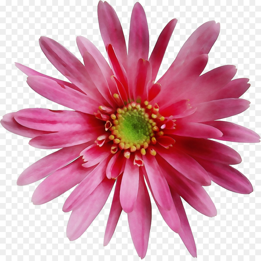 Fleur，Floraison PNG