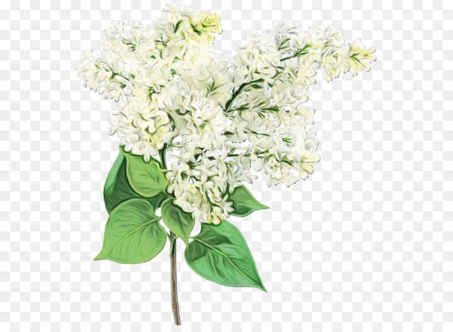 Fleurs Blanches，Feuilles Vertes PNG