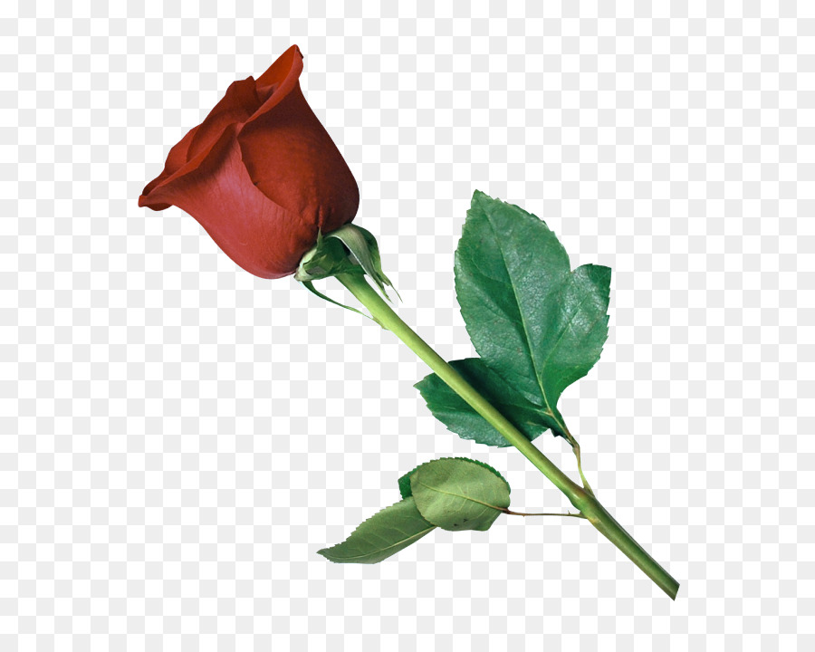 Roses Rouges，Fleurs PNG