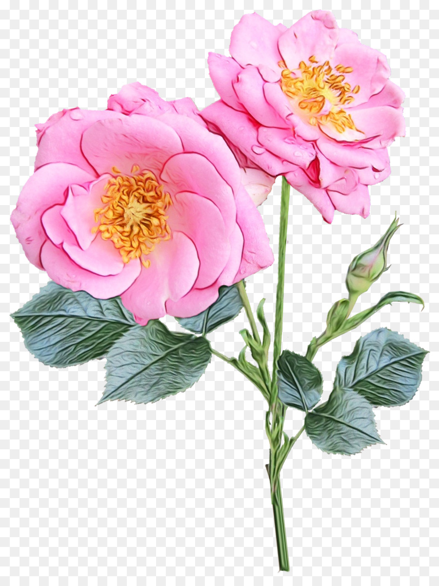 Rose Rose，Floraison PNG