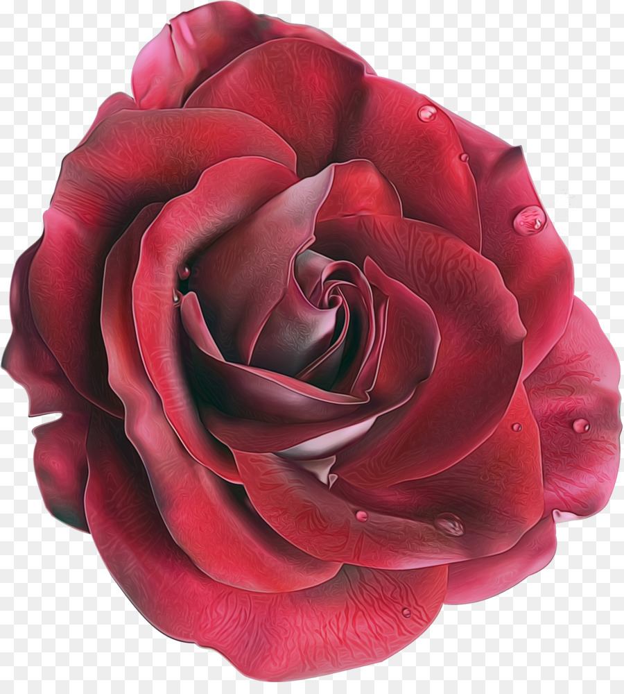 Rose，Floraison PNG