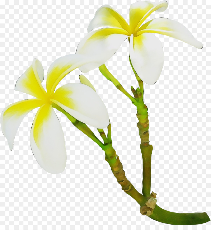 Fleurs Blanches Et Jaunes，Nature PNG