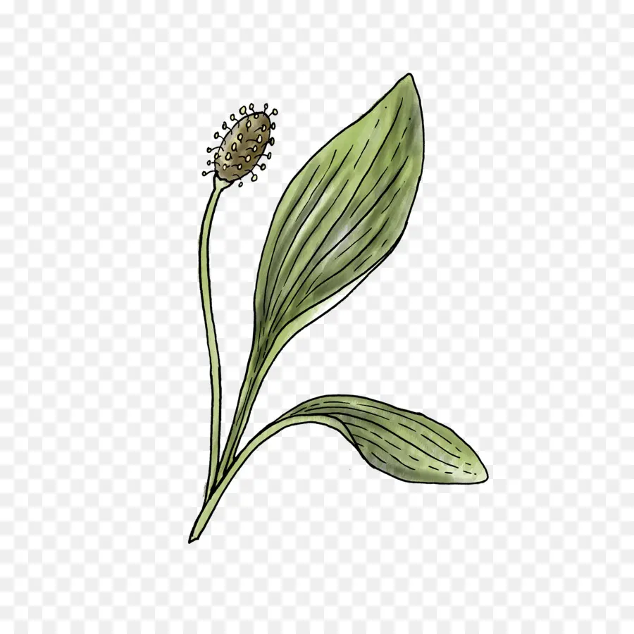 Dessin De Plante，Feuille PNG