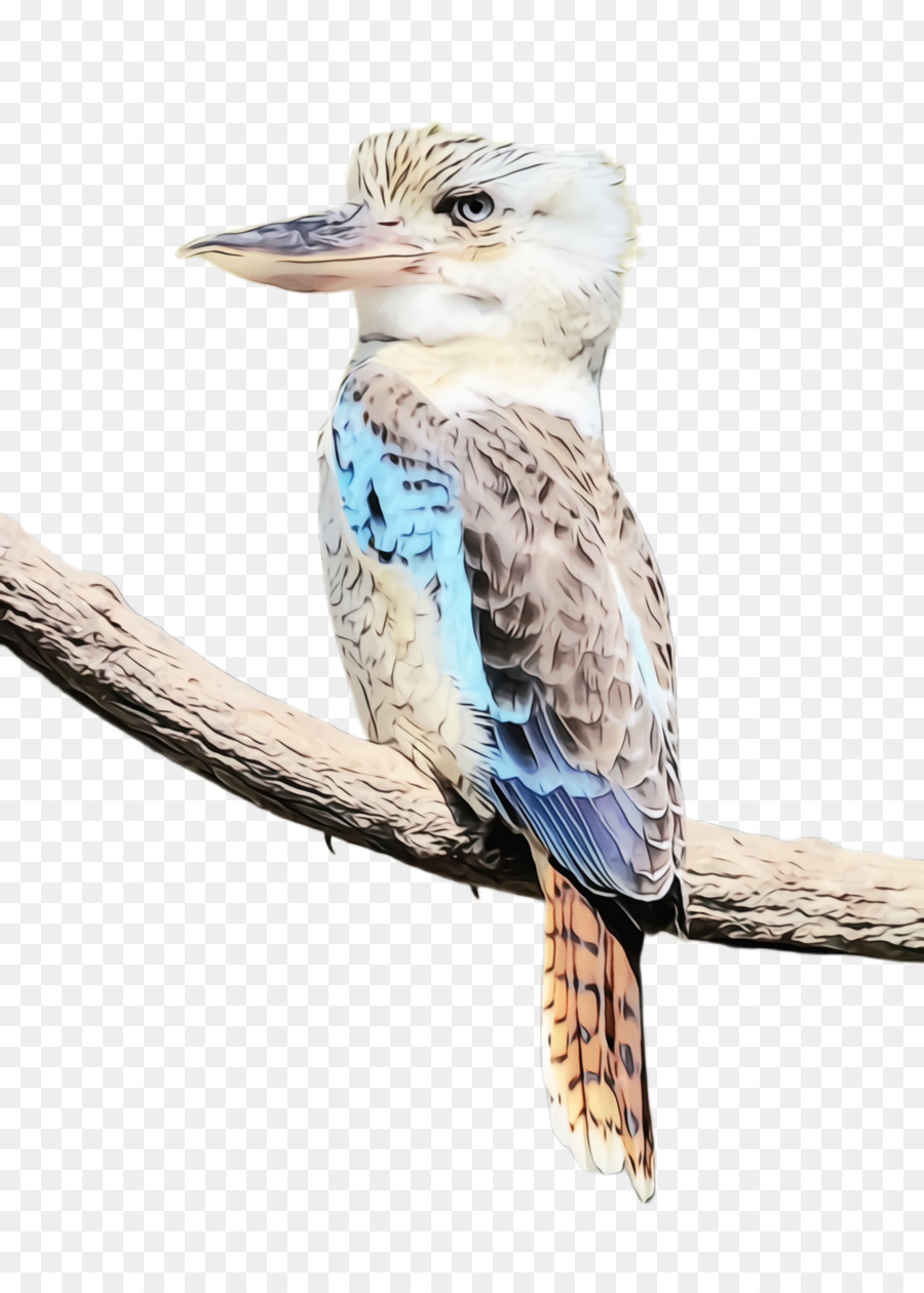 Oiseau Kookaburra，Faune PNG