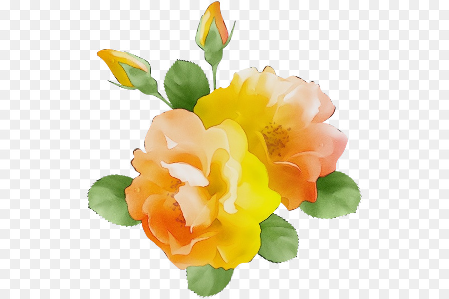 Roses，Floraison PNG