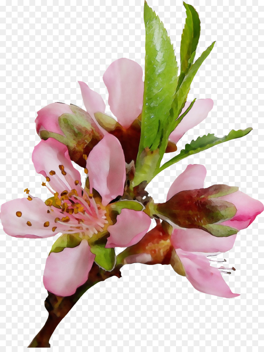 Fleur Rose，Floraison PNG