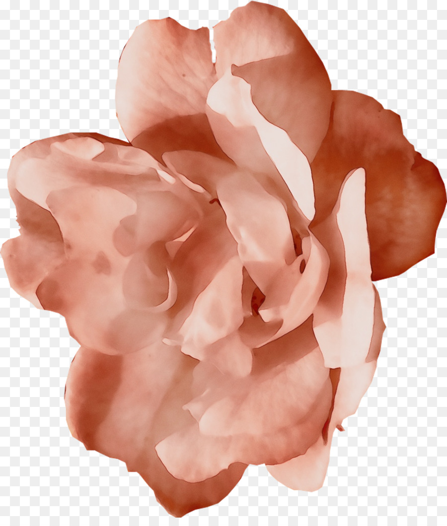 Rose，Floraison PNG